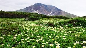 Wild Hokkaido! Summer of Taisetsu Mountain Range