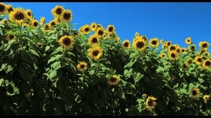 Blüten – Boten des Lebens (2011)