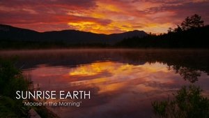 Sunrise Earth Moose in the Morning