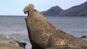 Big Beasts The Elephant Seal