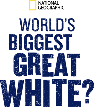 World's Biggest Great White?