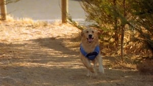 Air Bud 5 – Vier Pfoten schlagen auf (2003)