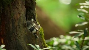 Os Lobos da Ilha de Vancouver