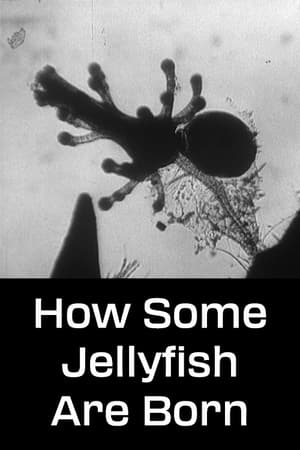 How Some Jellyfish Are Born 1960