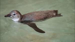 The Zoo: San Diego Penguin Chick Swim School