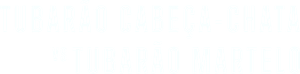 Tubarão Cabeça-Chata vs. Tubarão Martelo