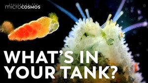 The Secret Things Living in Your Aquarium still
