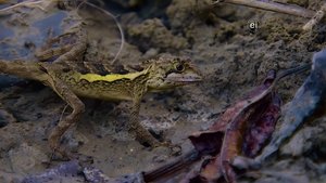 Earth Odyssey with Dylan Dreyer Armored Animals