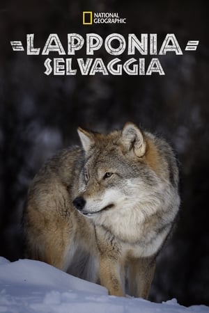 Lapponia selvaggia (2020)