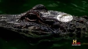 Swamp People Cannibal Gator