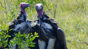 Great Parks of Africa iSimangaliso: The Miracle