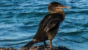 The Wonder List with Bill Weir Galapagos: A Fight for Survival