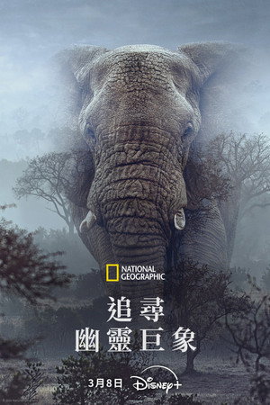 追尋幽靈巨象