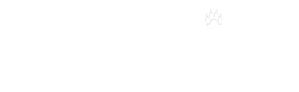 Man Among Cheetahs