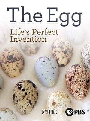 Poster The Egg: Life’s Perfect Invention (2019)