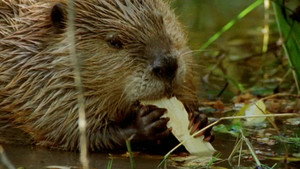 All About Animals EP14