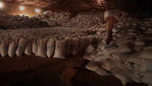 Dead Donkeys Fear No Hyenas