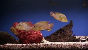 Plasma Art Classic Aquariums film complet