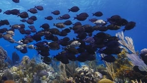 Great Blue Wild Roatan