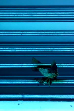 He Begins, She Returns