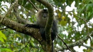 Wildest India Western Ghats: Monsoon Mountains