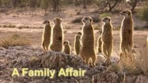 Meerkat Manor A Family Affair