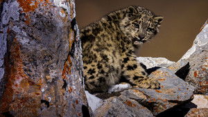 The Frozen Kingdom of The Snow Leopard (2020)