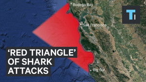 Shark Battleground: Red Triangle