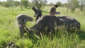 Extreme Airport Africa Rhino Run