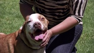 Pit Bulls and Parolees Burn Out