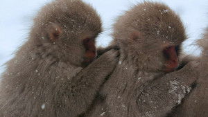 Nature: Season 32 Episode 10