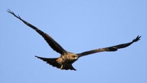 Aigles, les seigneurs du ciel