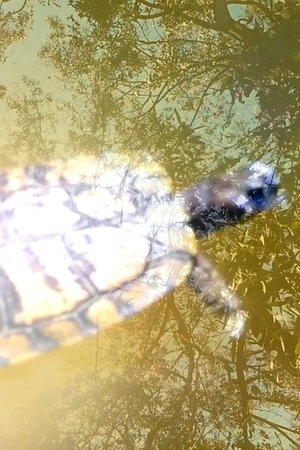 A Short Film About Turtles