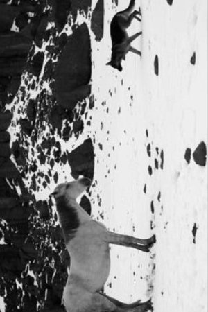 Nonton film Little Block of Cement with Dishevelled Hair Containing the Sea (2013) terbaru sub indo Nonton film Little Block of Cement with Dishevelled Hair Containing the Sea (2013) terbaru sub indo