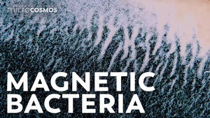 Bacteria That Only Want To Head North still