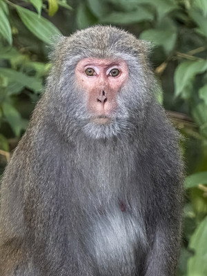 Biographies of the Formosan Macaque