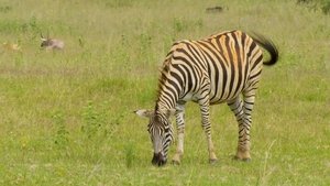 Africa's Wild Horizons The Waterberg Mountains of Life