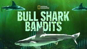 Bull Shark Bandits