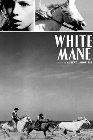 Poster White Mane 1953