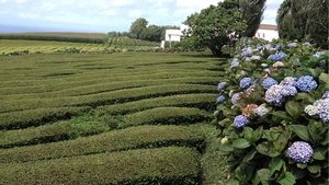The Farm/Logoa