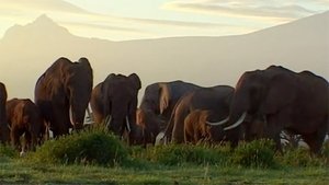 Wildlife Specials Elephants: Spy in the Herd