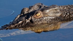 The Wonder of Animals Crocodiles