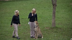 Secrets of the Zoo Run Cheetah Run
