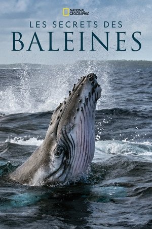 Les Secrets des baleines movie poster