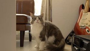 ネコメンタリー EP2