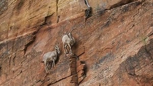 How Do Animals Do That? Climbing Goats and Bird Flocks