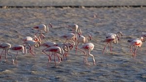 Wild France with Ray Mears The Camargue