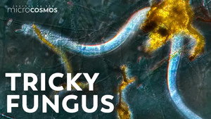 The Fungus That Traps and Kills Nematodes still
