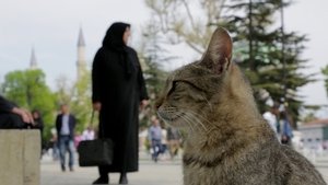 Kedi – La città dei gatti