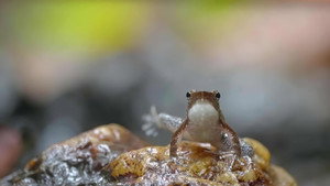 Cold-Blooded Creatures